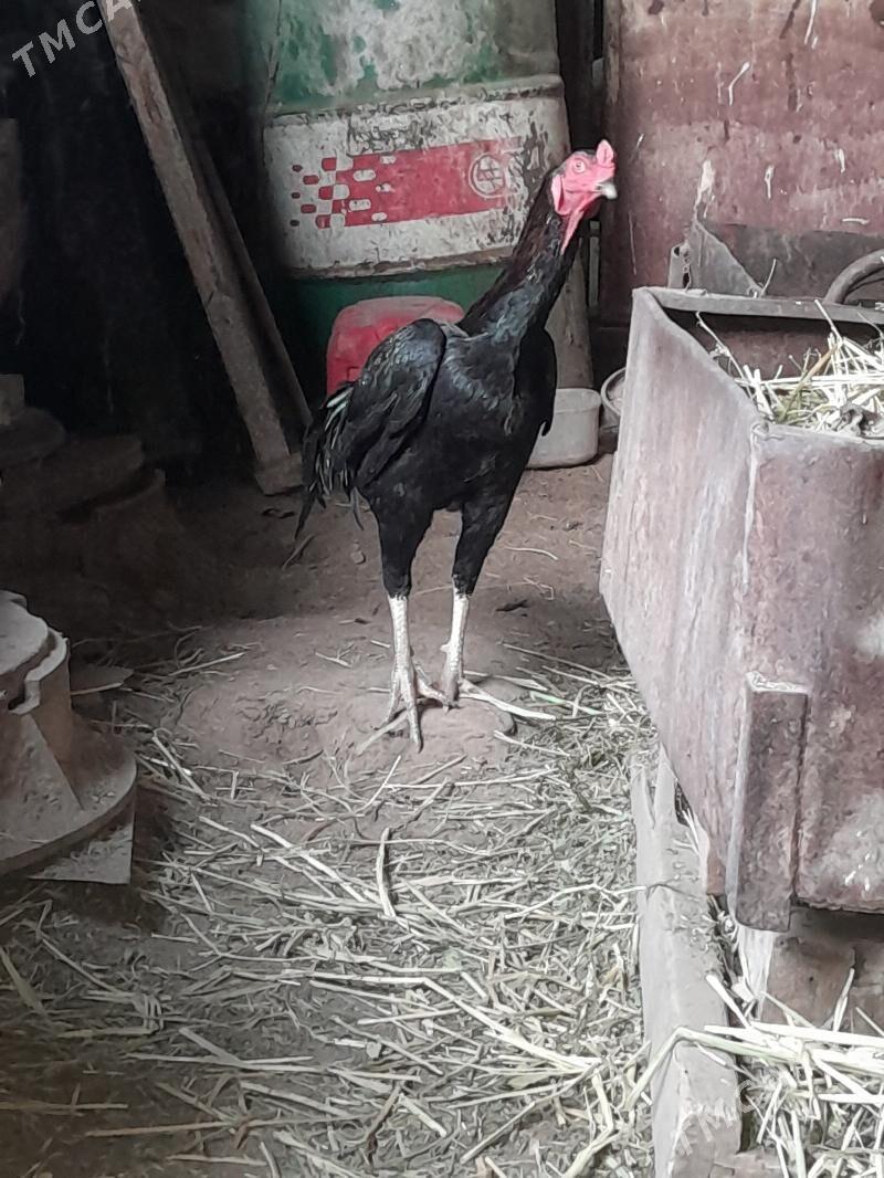 Tasgent horaz - Çoganly - img 2