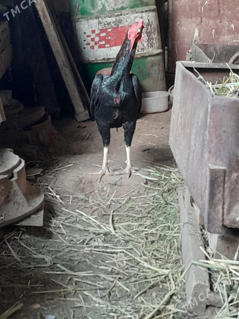 Tasgent horaz - Çoganly - img 3