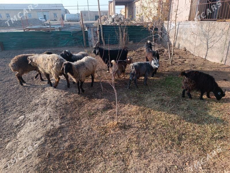 koç we geciler - Farap - img 5