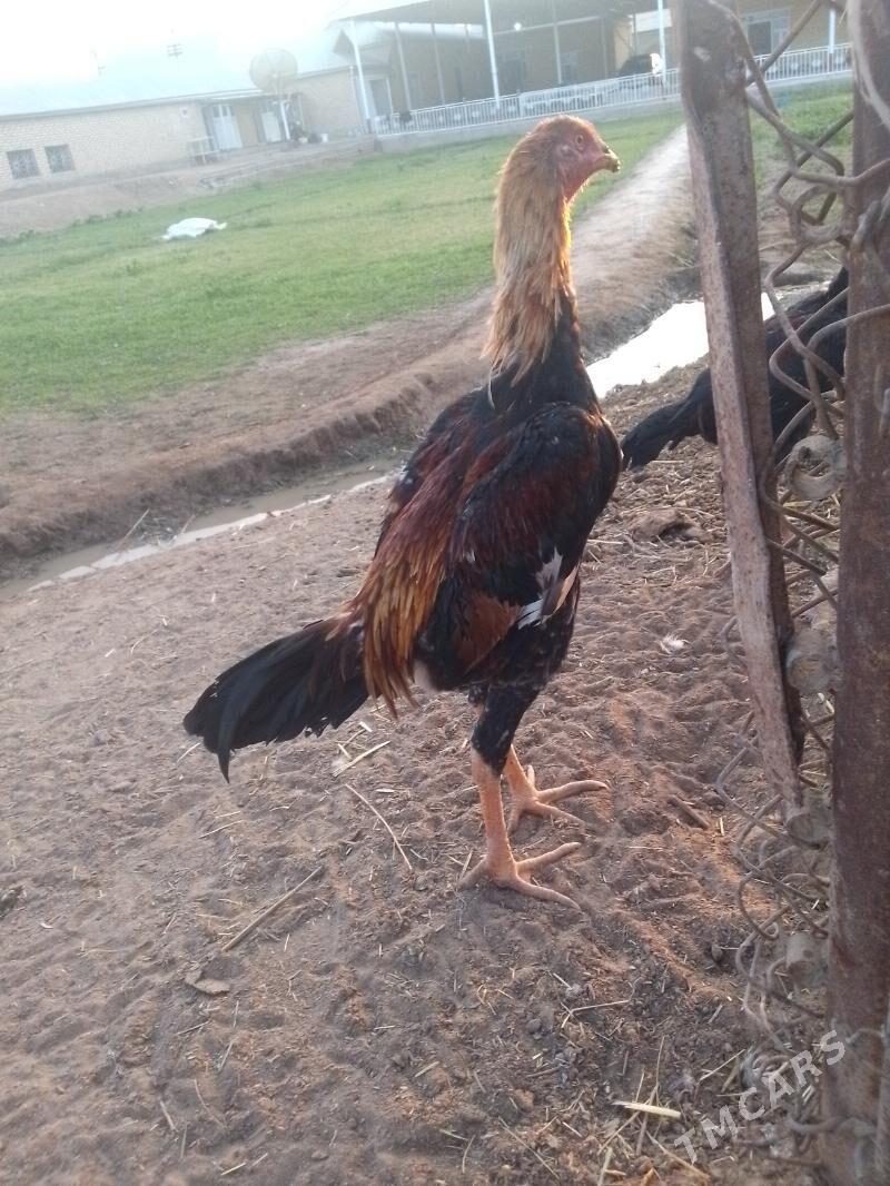 Taşkent júje - Мары - img 2