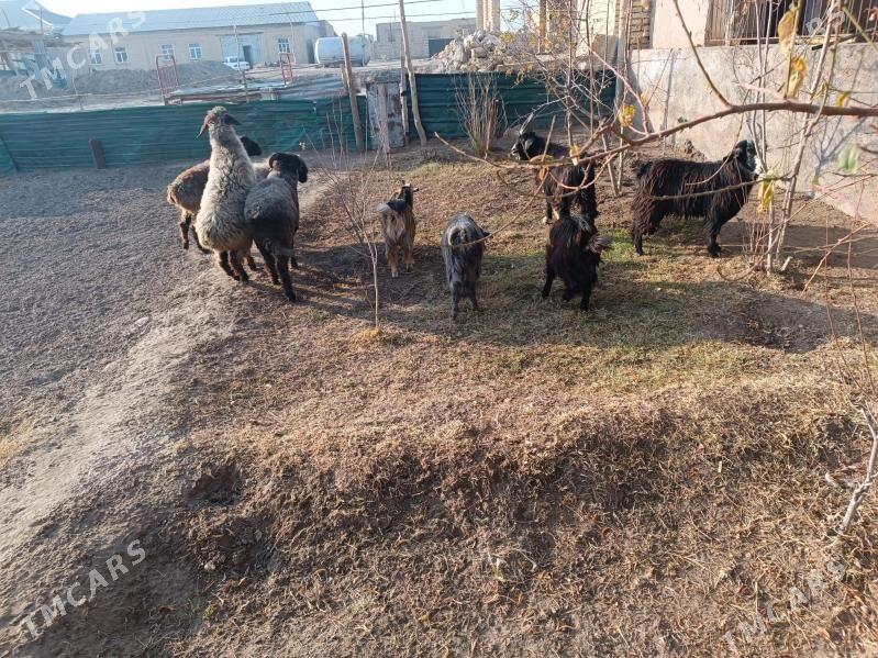 koç we geciler - Farap - img 6