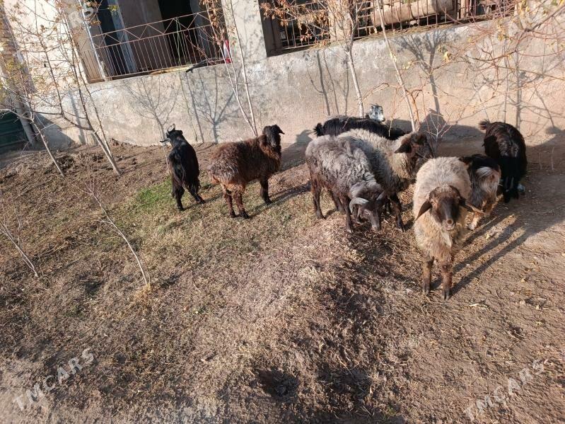 koç we geciler - Farap - img 7