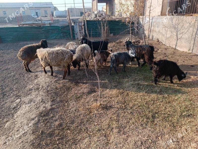 koç we geciler - Farap - img 8