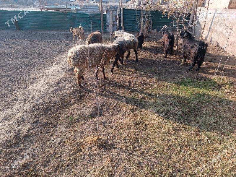 koç we geciler - Farap - img 9