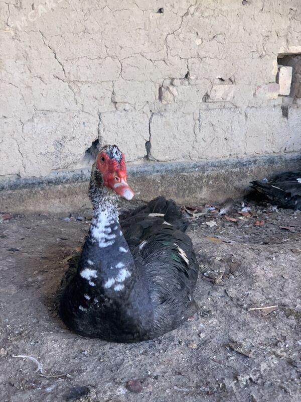 indautga - Mary - img 5