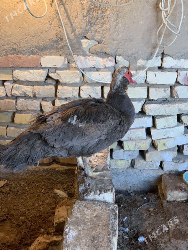 indautga - Mary - img 10