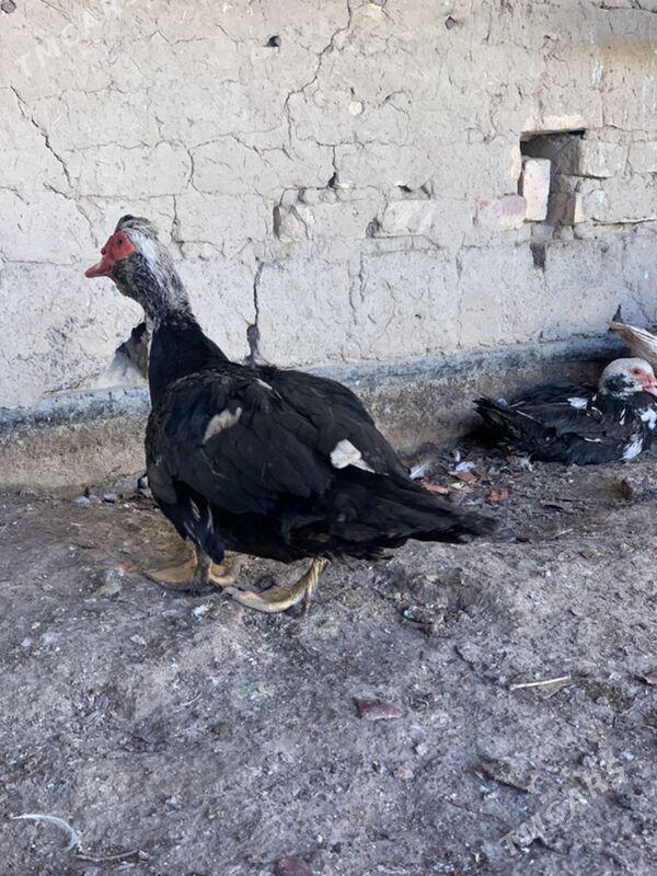 indautga - Mary - img 6