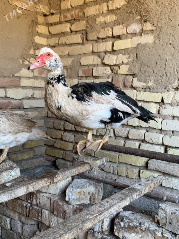 indautga - Mary - img 3