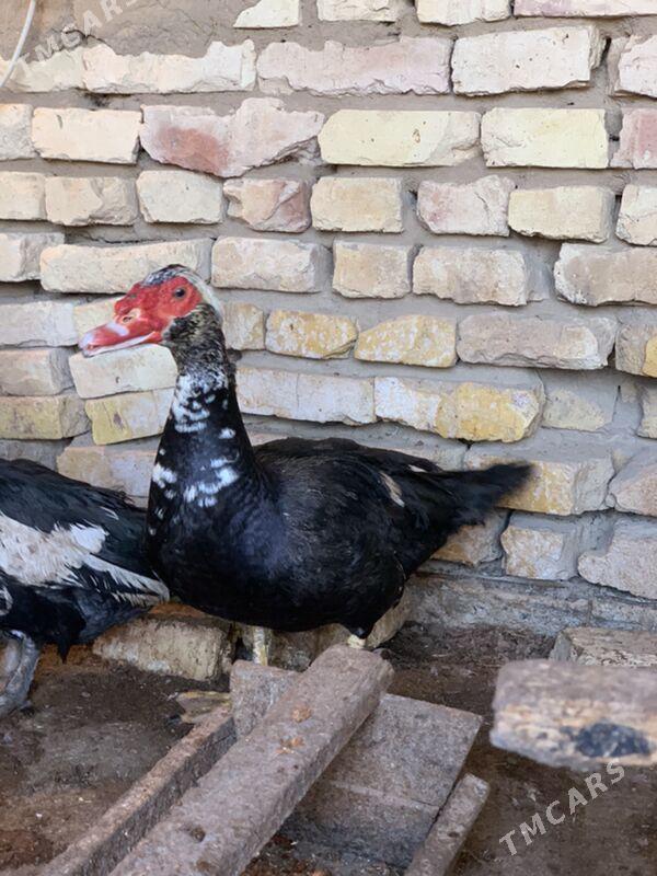 indautga - Mary - img 4