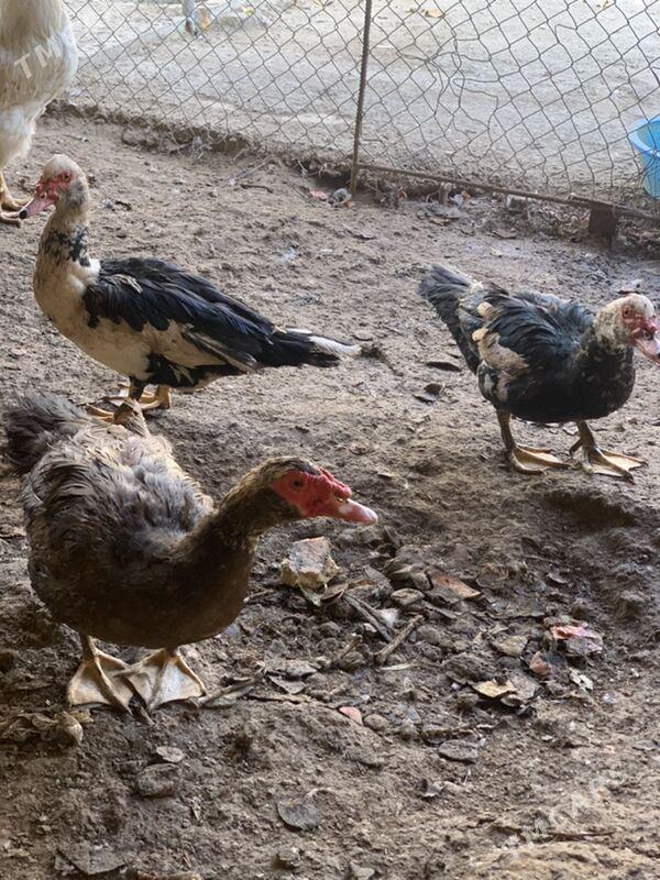 indautga - Mary - img 8