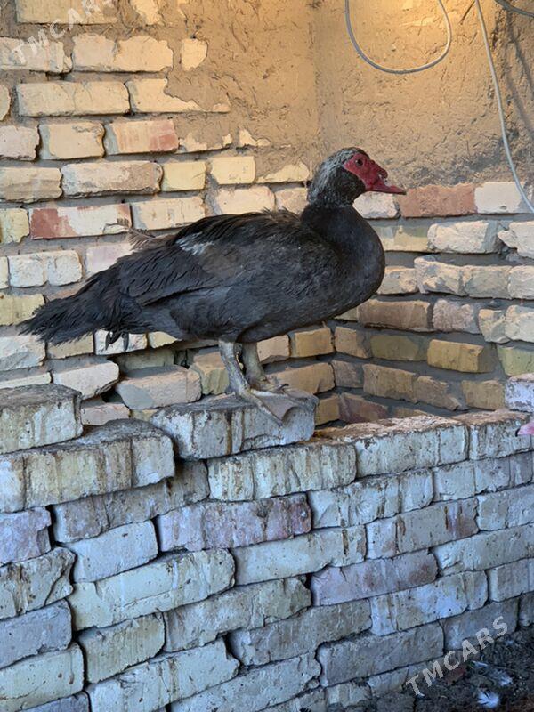 indautga - Mary - img 2