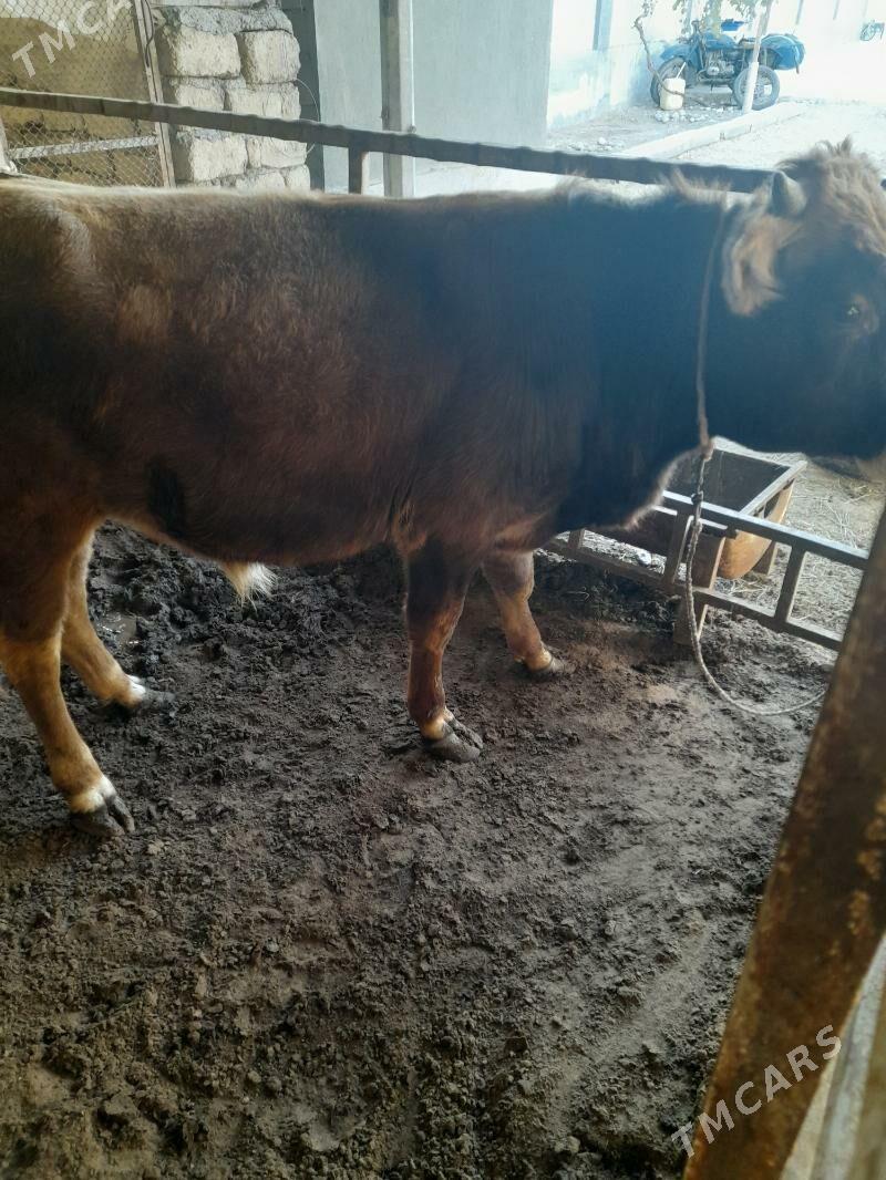 ökuz - Анев - img 5