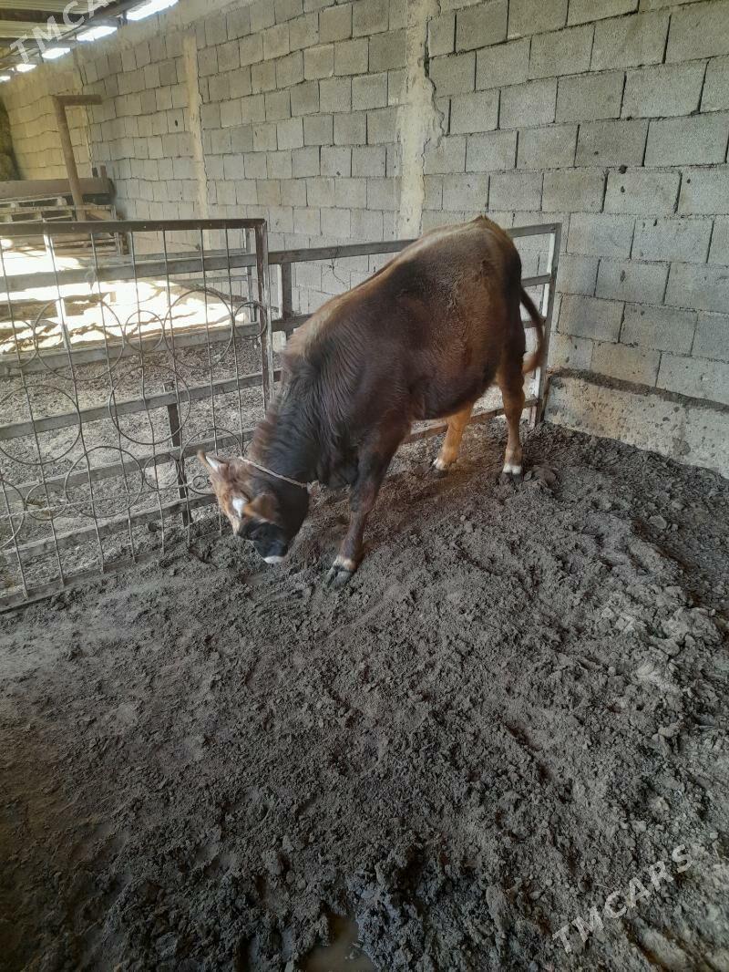 ökuz - Анев - img 3