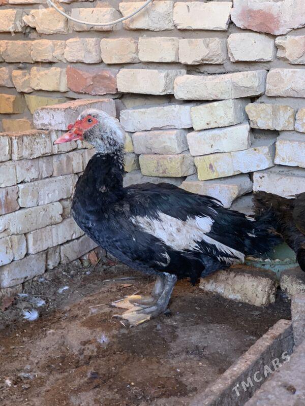 indautga - Mary - img 9