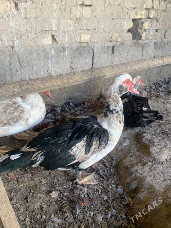 indautga - Mary - img 7