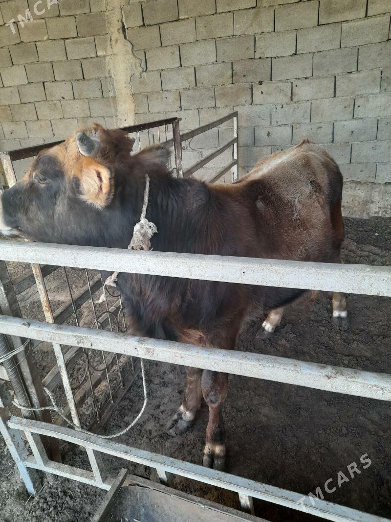 ökuz - Анев - img 2