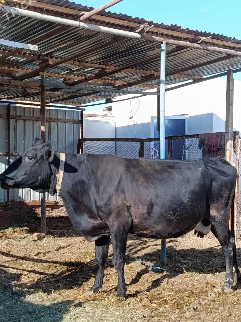 yetik bogaz - Türkmenabat - img 2