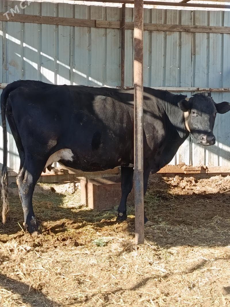 yetik bogaz - Türkmenabat - img 4