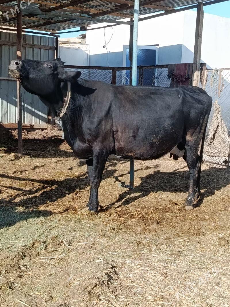 yetik bogaz - Türkmenabat - img 3