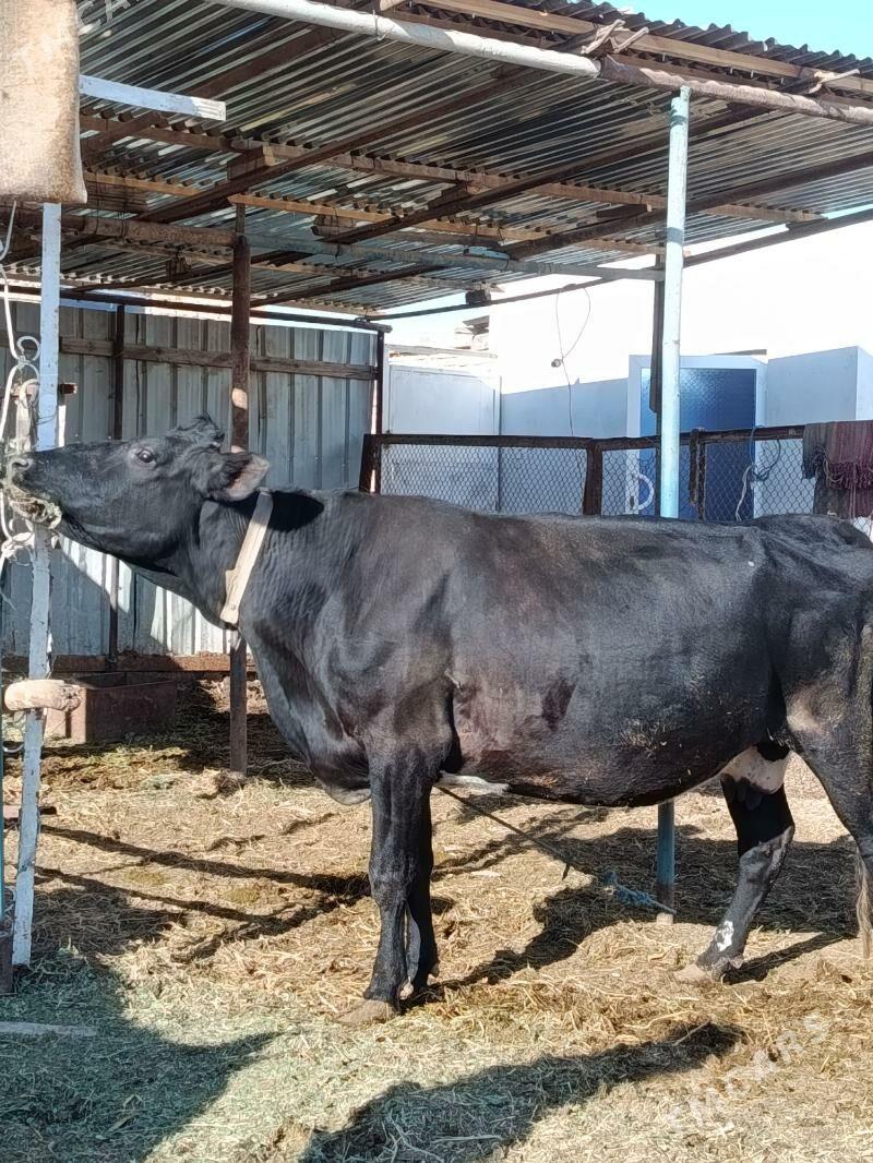 yetik bogaz - Türkmenabat - img 5