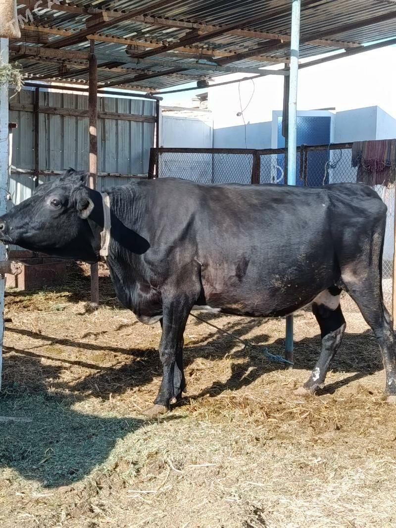 yetik bogaz - Türkmenabat - img 6