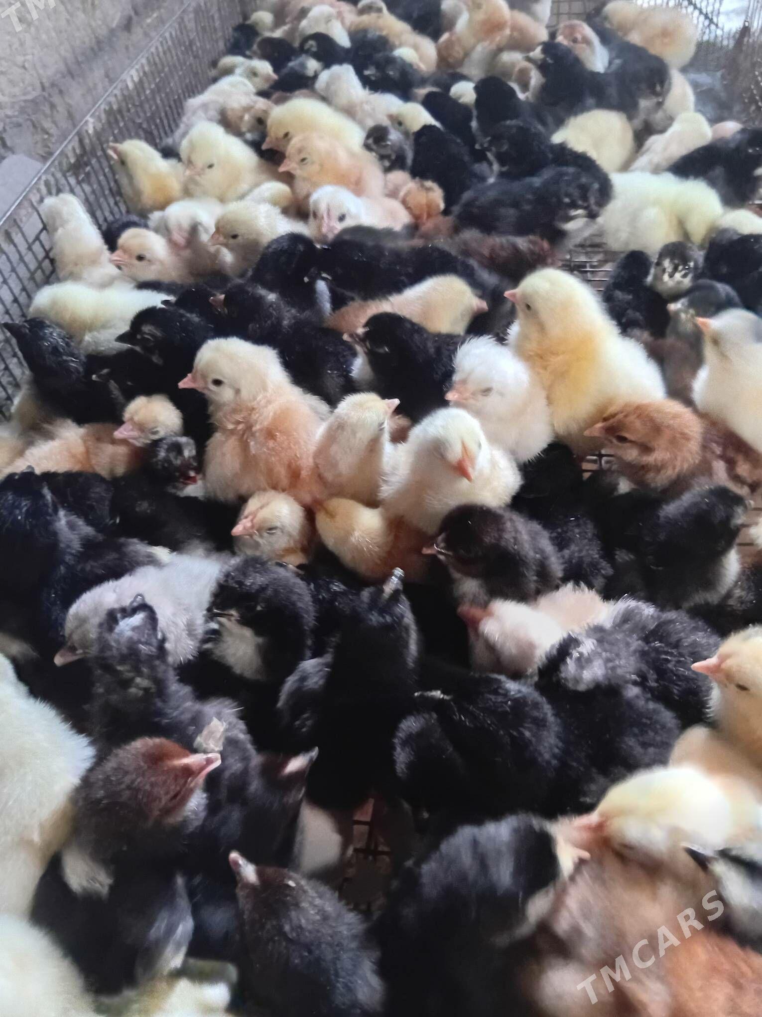 juyje жуже - Шабатский этрап - img 2