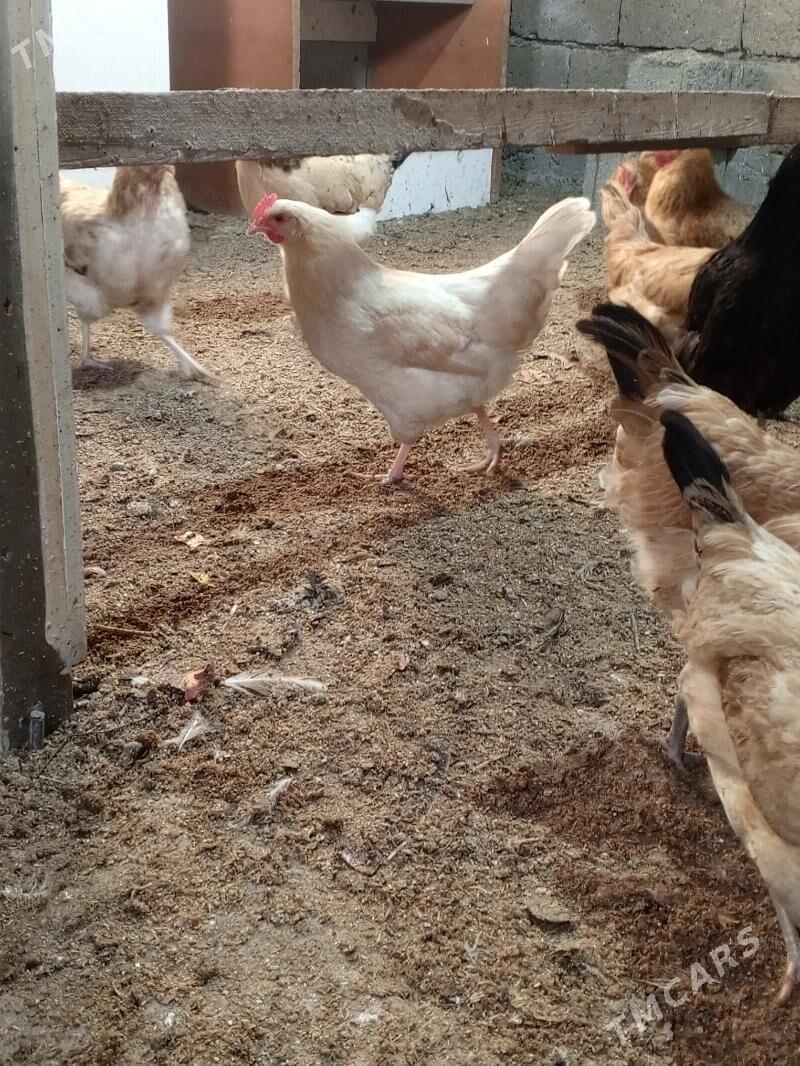 towuk - Büzmeýin - img 3