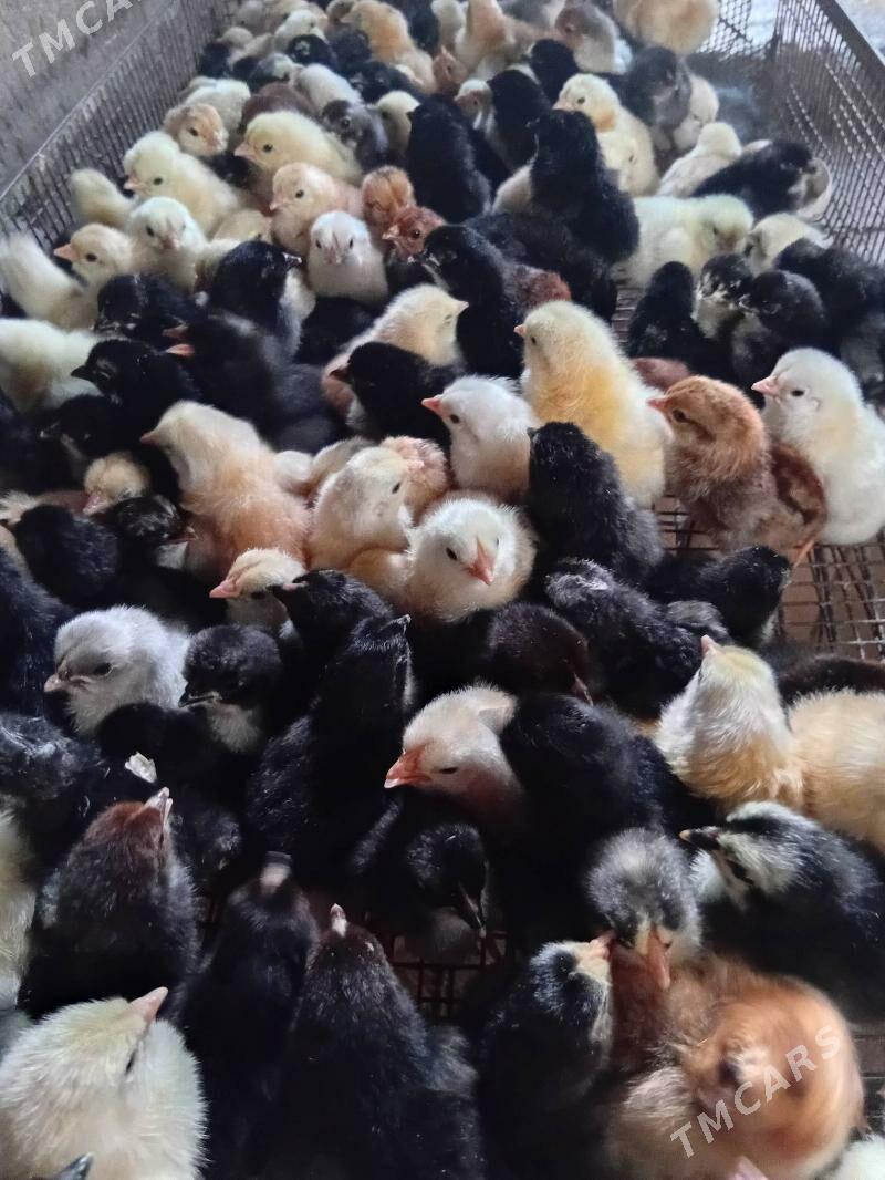 juyje жуже - Шабатский этрап - img 3