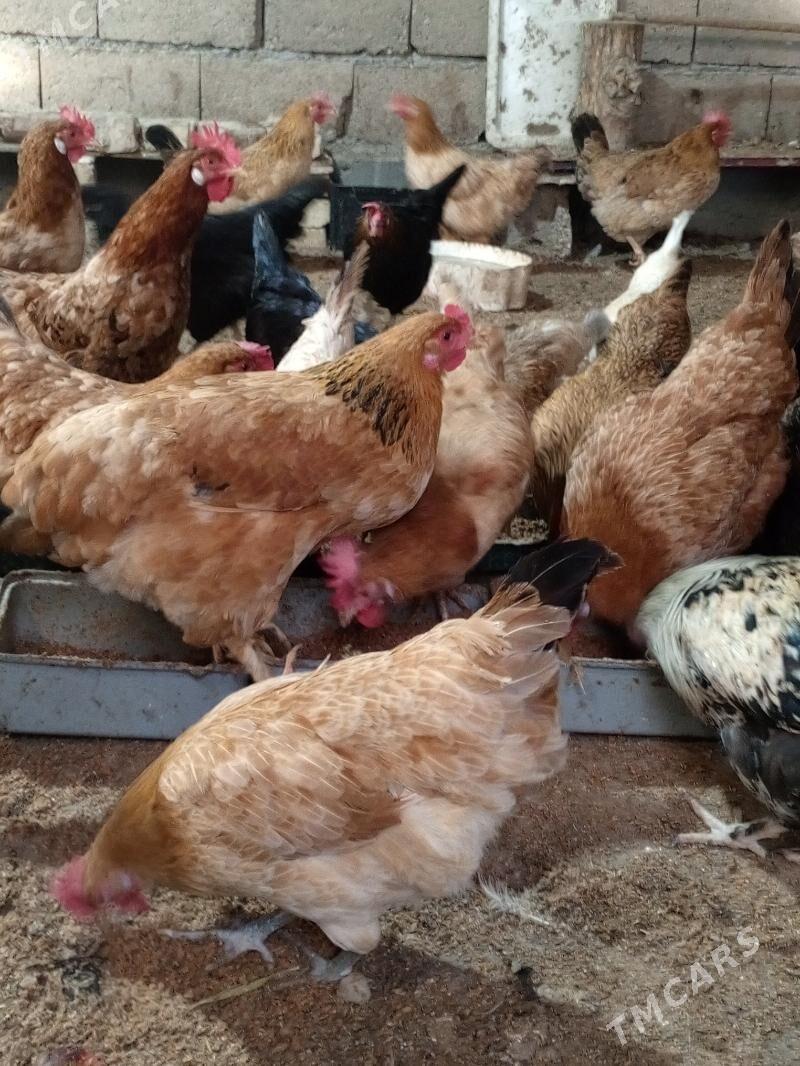 towuk - Büzmeýin - img 2