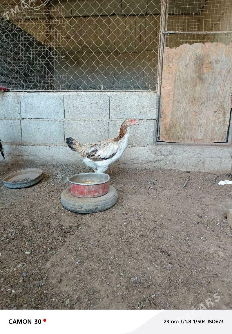 Taşkent Horaz - Gökdepe - img 4