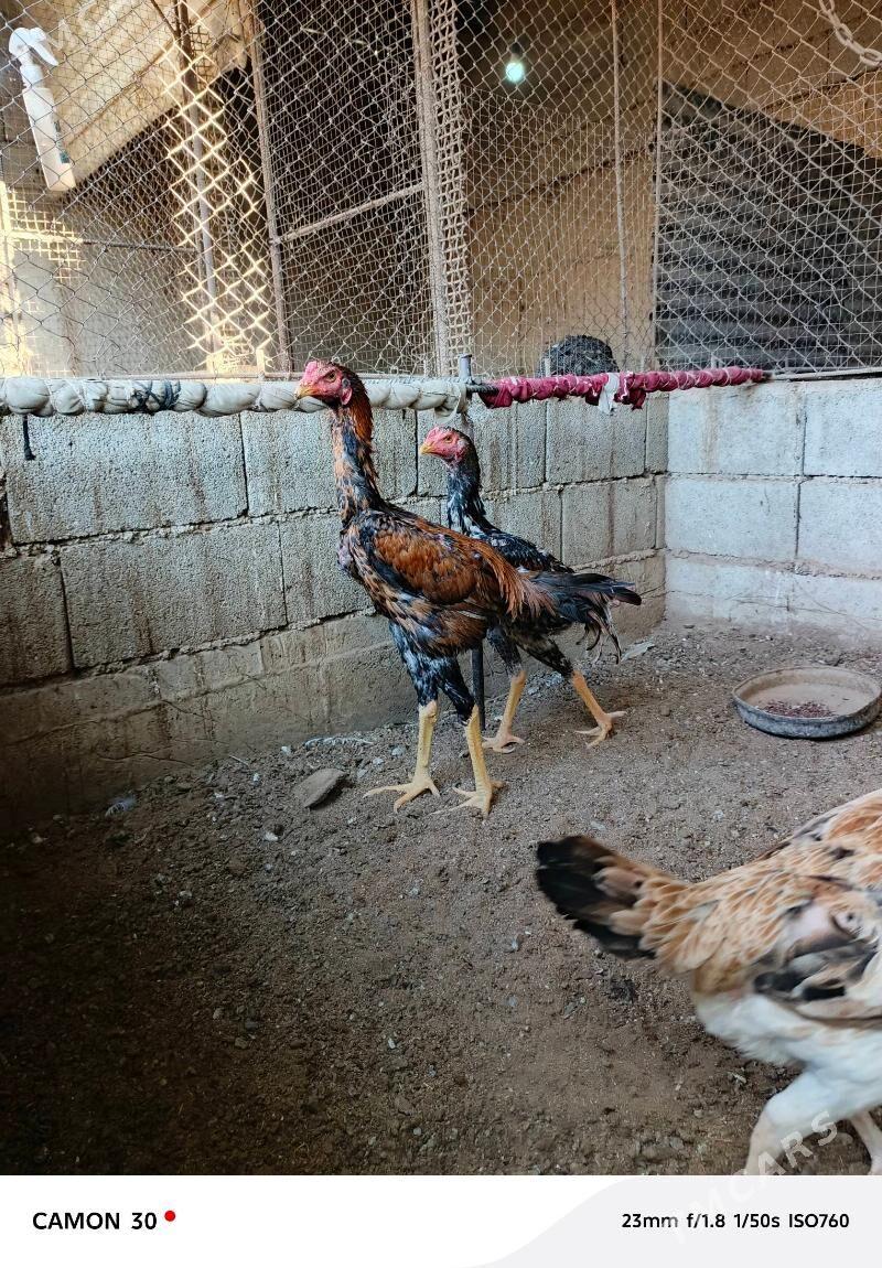 Taşkent Horaz - Gökdepe - img 2