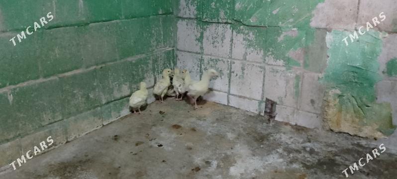 induk jüje - Büzmeýin - img 3