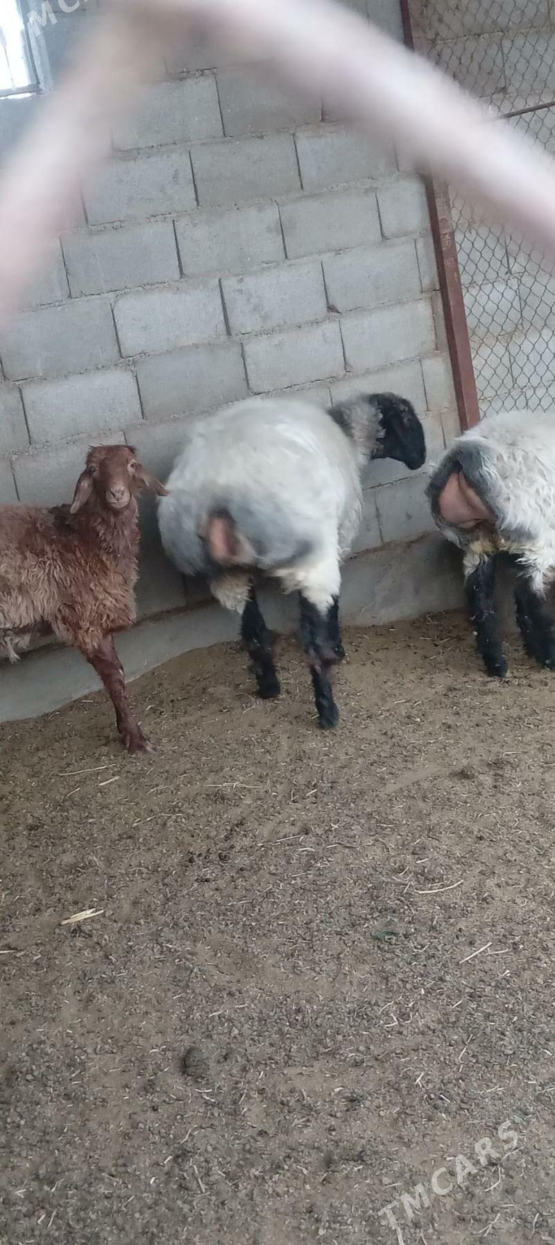 goýun - Gökdepe - img 2