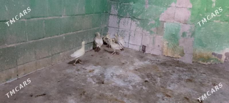 induk jüje - Büzmeýin - img 4