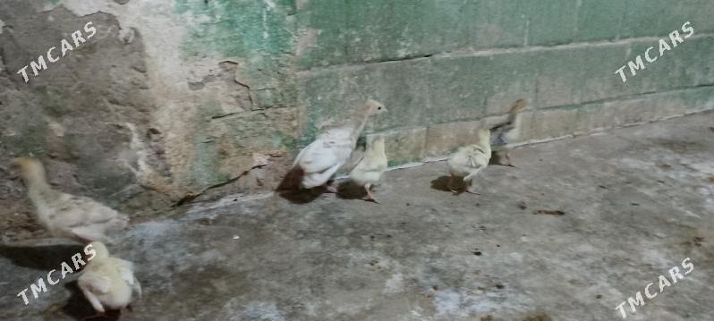 induk jüje - Büzmeýin - img 2