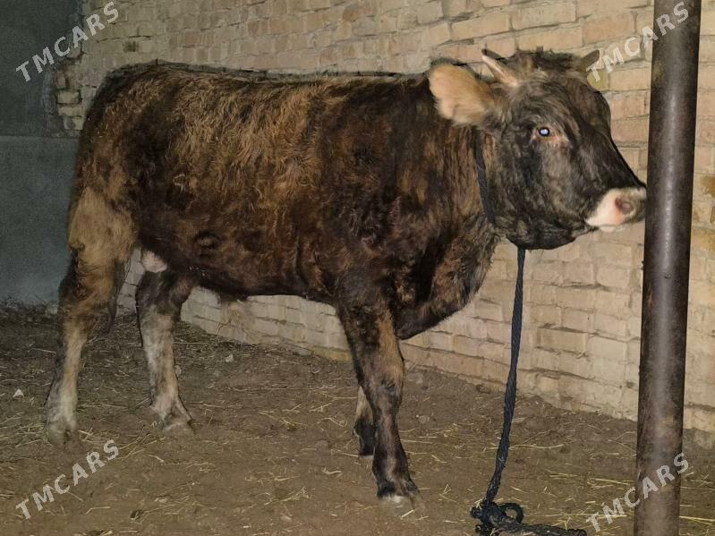 öküz - Ашхабад - img 2