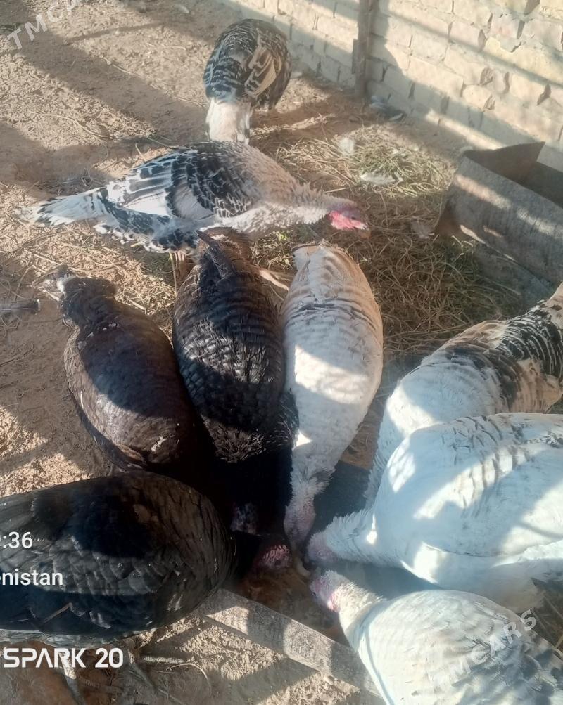 Индюк - Çärjew - img 3