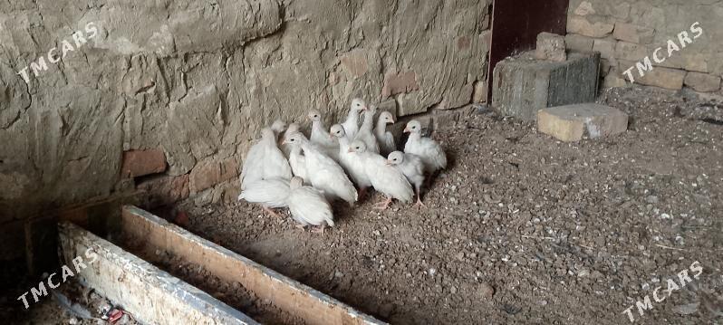 Sizarka jüje - Бузмеин - img 1