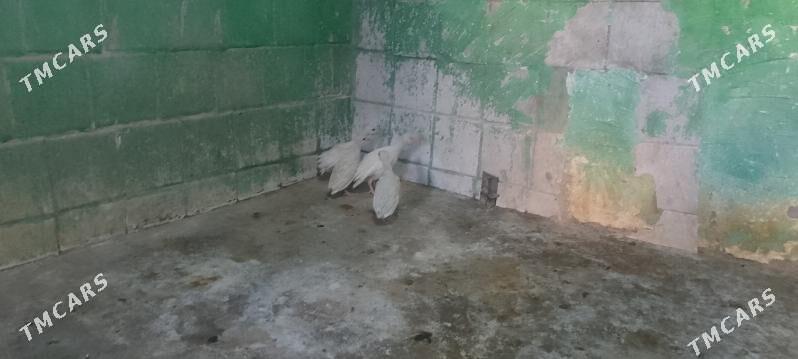 Sizarka jüje - Бузмеин - img 2