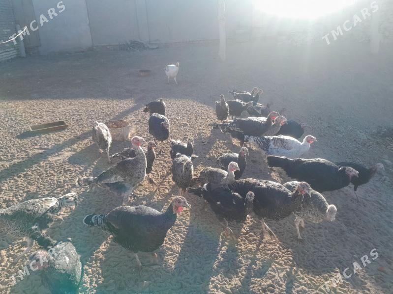 индюк - Гороглы (Тагта) - img 2