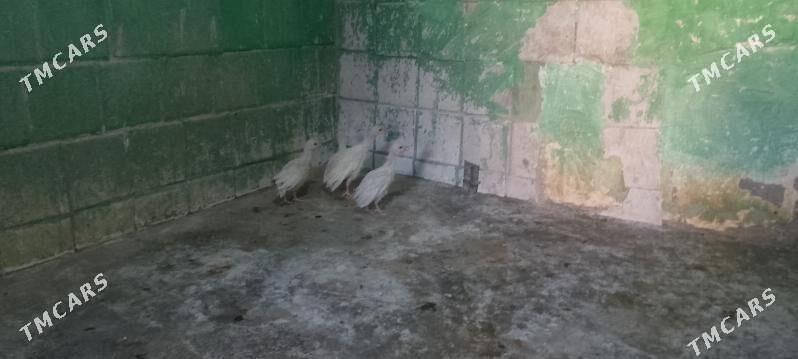 Sizarka jüje - Бузмеин - img 3