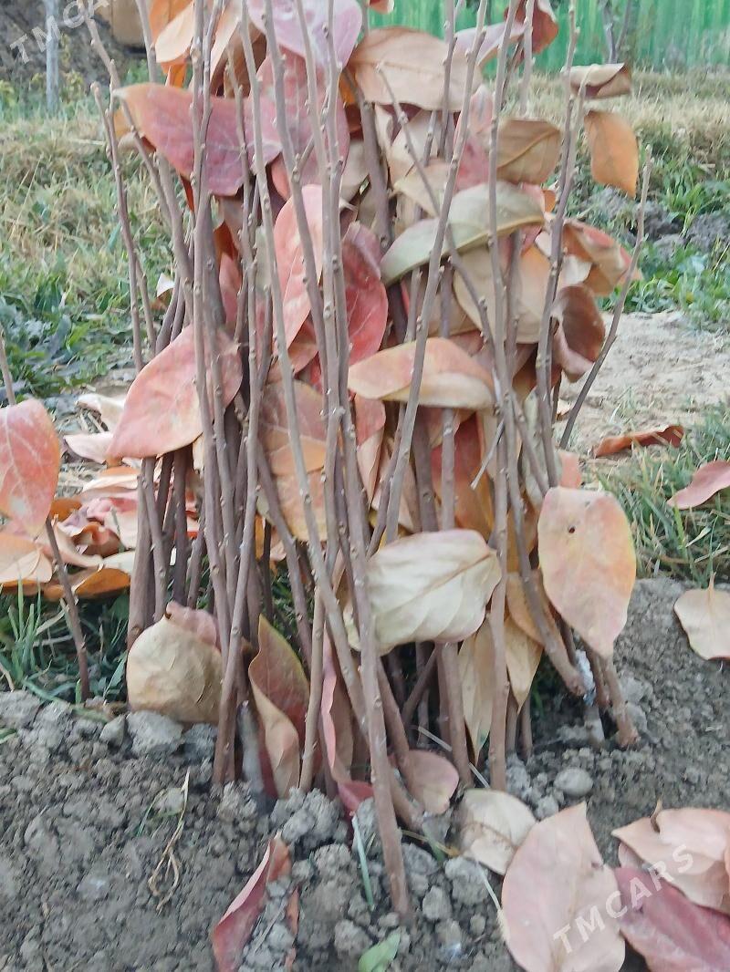 hurma şitil - Gökdepe - img 1