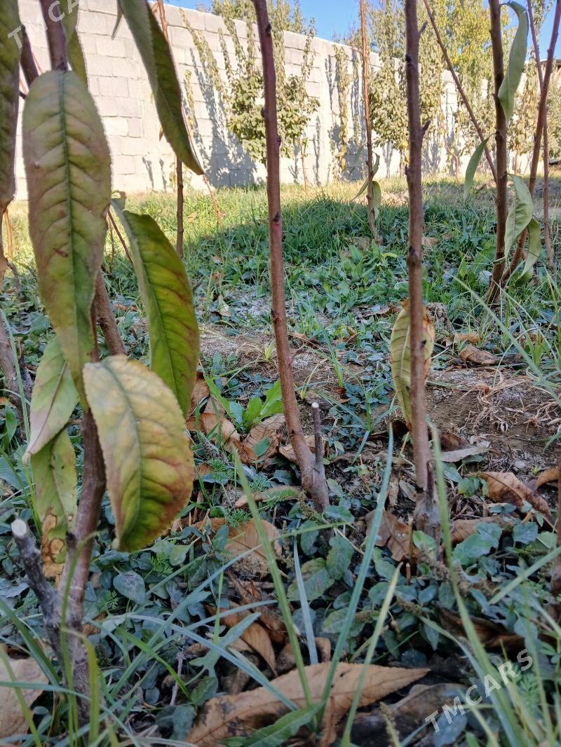 hurma şitil - Gökdepe - img 4