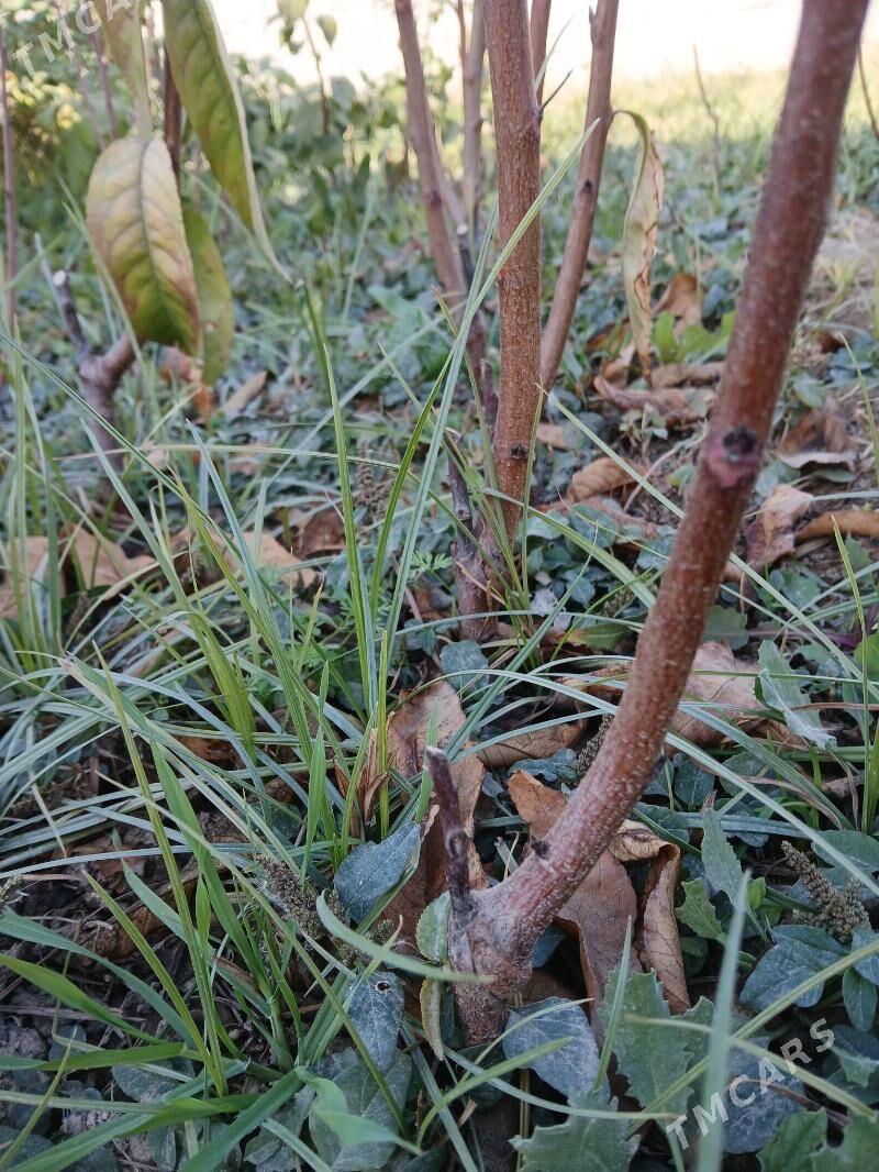 hurma şitil - Gökdepe - img 3