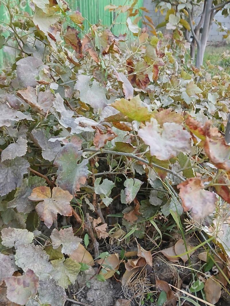 hurma şitil - Gökdepe - img 6