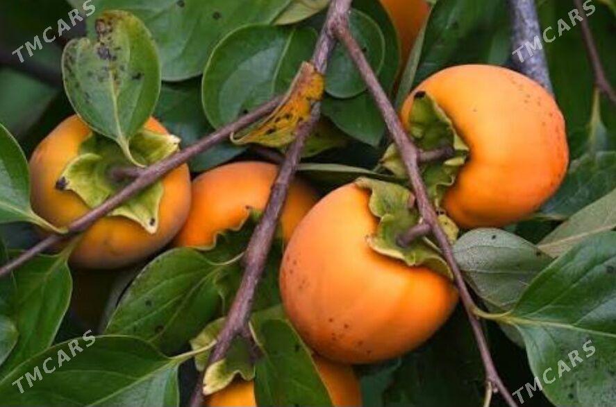 hurma şitil - Gökdepe - img 2