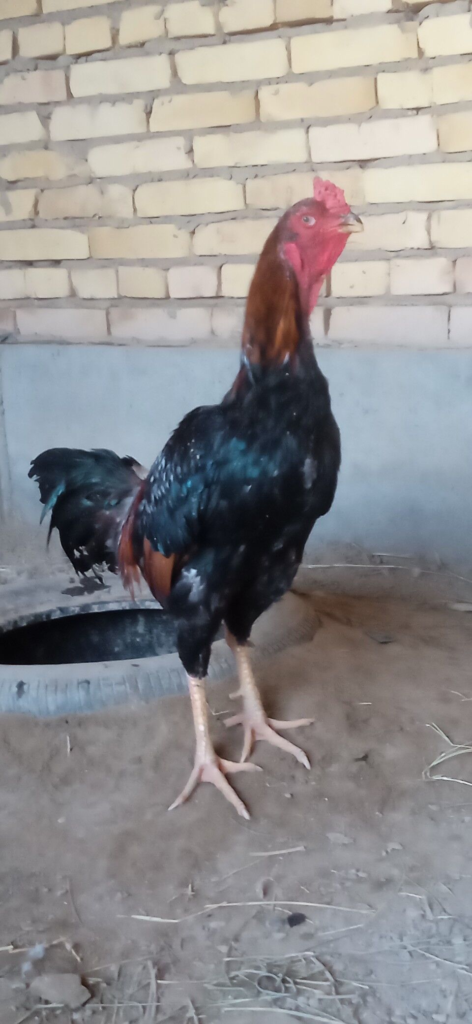 KUKURUZ+KAZAK - Türkmenabat - img 7