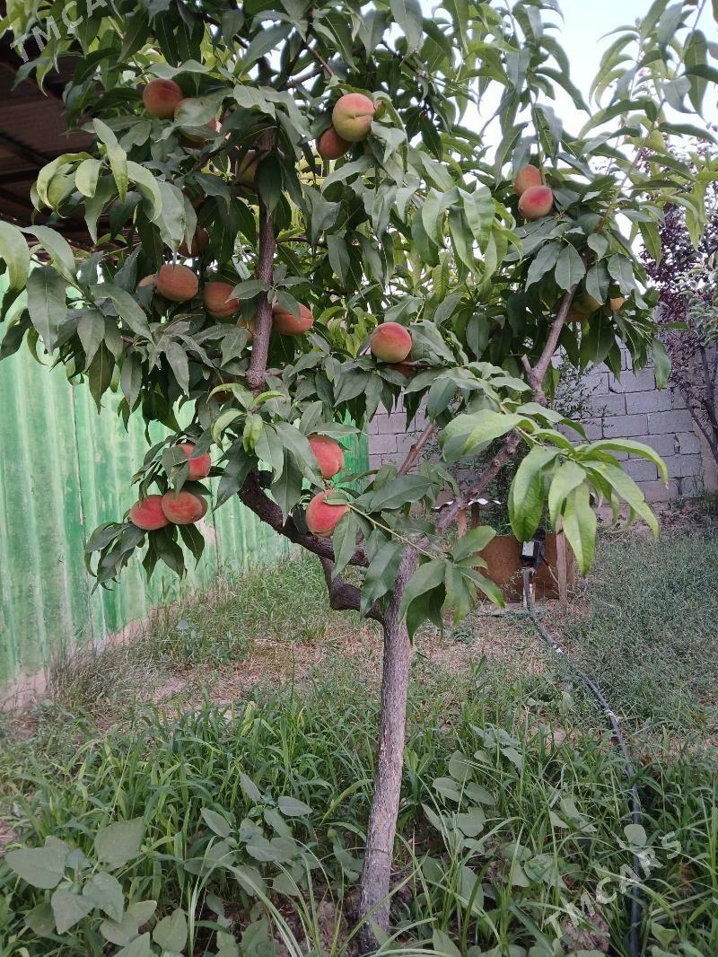 hurma şitil - Gökdepe - img 5