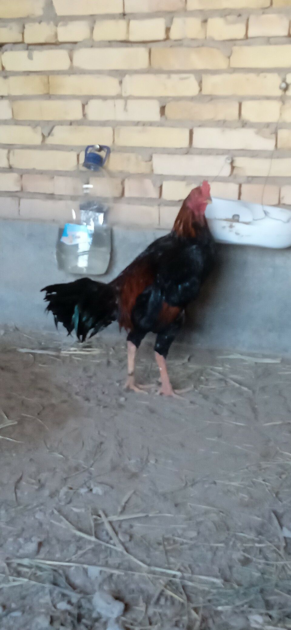 KUKURUZ+KAZAK - Türkmenabat - img 6