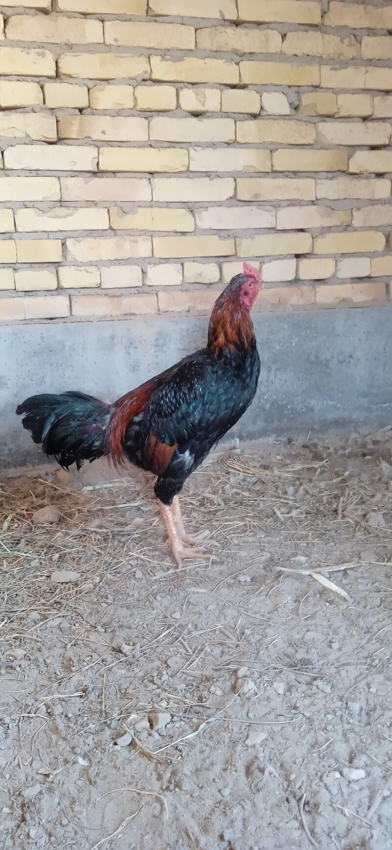 KUKURUZ+KAZAK - Türkmenabat - img 8